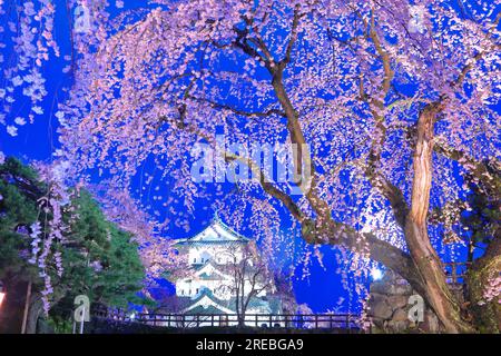 Aufleuchtende Kirschblüten im Schloss Hirosaki Stockfoto