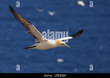 Northern Gannet Portrait in Flight, Bonaventure Island, Quebec, Kanada Stockfoto