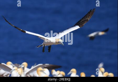 Northern Gannet Portrait in Flight, Bonaventure Island, Quebec, Kanada Stockfoto