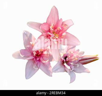 Drei elegante, pinkfarbene Doppellilienblüten sind nah, isoliert auf weißem Hintergrund. Zarte Rosa Lilien (asiatische Hybriden), Sorte Elodie. - Sehr detailreich Stockfoto