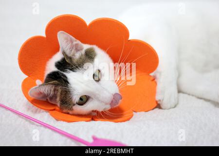 Japanischer Speckschwanz mit elisabethanischem Kragen nach Spay-Operation Stockfoto