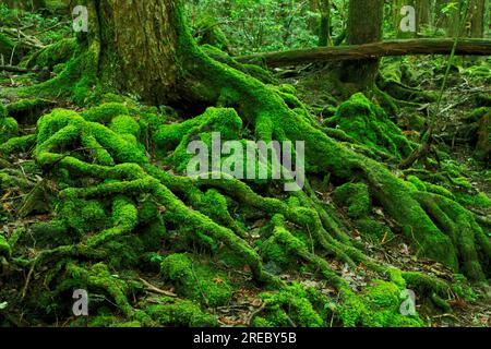 Aokigahara Meer der Bäume Stockfoto