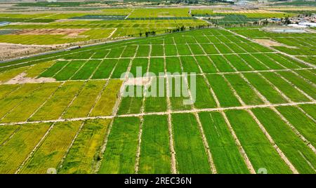 ZHANGYE, CHINA - 26. JULI 2023 - Landwirte arbeiten auf einem Fenchelplantagen in Zhangye City, Provinz Gansu, China, 26. Juli 2023. Stockfoto