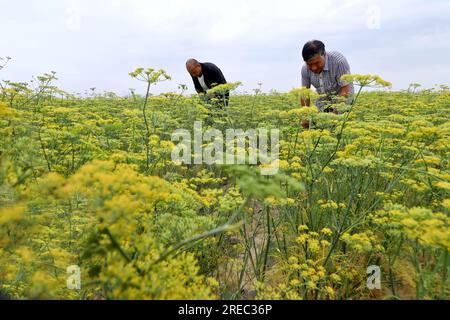 ZHANGYE, CHINA - 26. JULI 2023 - Landwirte arbeiten auf einem Fenchelplantagen in Zhangye City, Provinz Gansu, China, 26. Juli 2023. Stockfoto