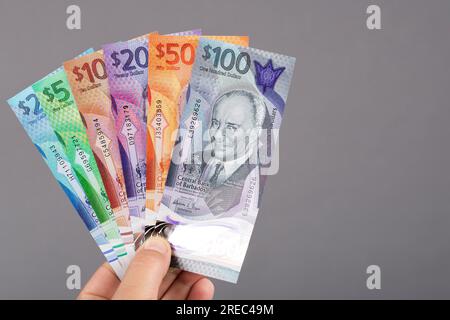 Barbadianisches Geld - Dollar in der Hand auf grauem Hintergrund Stockfoto