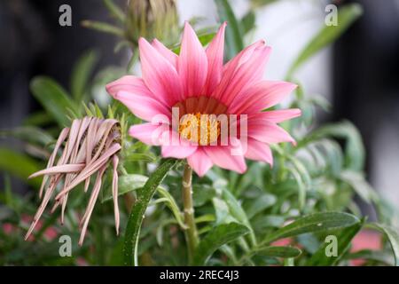 Gazania Splendens Kuss Rose (Gazania rigens) Blüte inmitten von grünem Laub : (Pix Sanjiv Shukla) Stockfoto