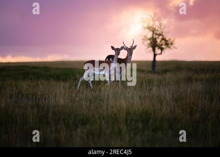 Ein paar Damhirsche auf einem Feld im warmen Licht des Sonnenuntergangs in Deutschland, Europa Stockfoto