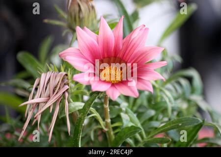 Gazania Splendens Kuss Rose (Gazania rigens) Blüte inmitten von grünem Laub : (Pix Sanjiv Shukla) Stockfoto