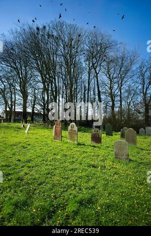 rookery in einem Kirchhof in cornwall, Großbritannien Stockfoto