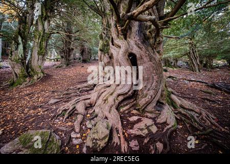 Tejeda de Tosande. Fuentes Carrionas Naturpark, Fuente Cobre - Palentina Berg. Palencia, Spanien Stockfoto