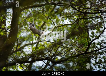 Eurasian collared dove, Streptopelia decaocto Stockfoto