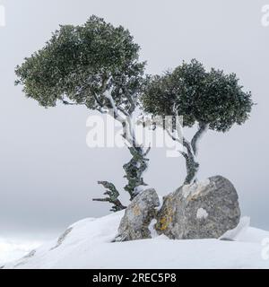 Einsamer Baum auf dem Kamm, Puig des Coll des Jou, 1052 Meter, Orient Valley, Mallorca, Balearen, Spanien Stockfoto