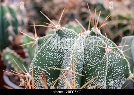 Astrophytum myriostigma, Mallorca, Balearen, Spanien Stockfoto