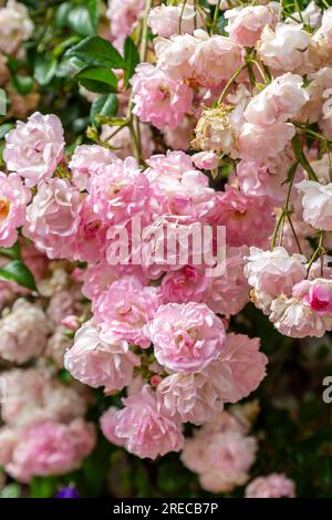 Rosa Rosen in der Sommersonne, mit einer flachen Schärfentiefe Stockfoto