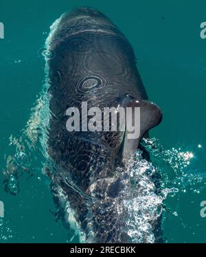 Nahaufnahme von Dusky Dolphin, Kaikoura, Neuseeland Stockfoto