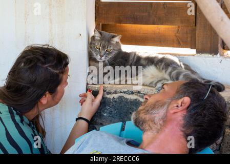 Katze, die sich entspannt hinlegt und ein junges Paar im Garten anschaut. Mensch-Tier-Beziehungen. Tierpflege. Lustiges Haustier. Adoptiertes Haustier. Stockfoto