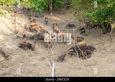 Herde von Wollschweinen der Rasse Mangalitza Stockfoto