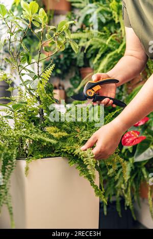 Grün zu Hause, Liebe zu Pflanzen, Hobbykonzept Stockfoto