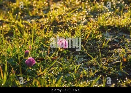 Im Morgenlicht tropft Tau auf das Gras. Naturhintergrund im Sommer Stockfoto
