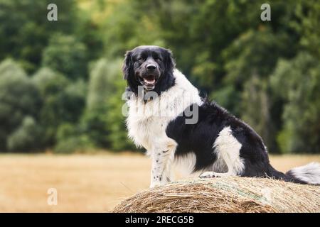 Glücklicher Hund, der auf dem Feld auf einem großen Strohballen sitzt. Süßer tschechischer Berghund in der Natur. Stockfoto