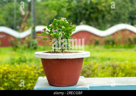 Weißes Periwinkle auf einer Vase und ein sehr schönes Element für das Wohnzimmer, die Blume oder den Garten. Für die Herstellung von Vasen werden viele Materialien verwendet, z. B. Stockfoto