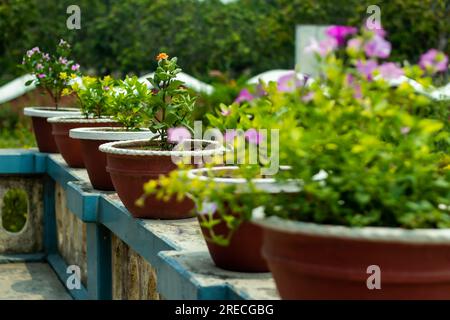 Für die Herstellung von Vasen werden viele Materialien verwendet, wie z. B. Ton, Zement, Holz, Kunststoff, Und vieles mehr. Blumenvase und ein sehr schönes Element für den Lebensunterhalt Stockfoto