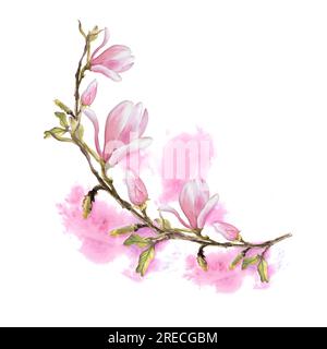 Magnolienblütenbog Wasserfarben handgezeichnet Illustration isoliert auf weißem Hintergrund mit rosa Flecken Stockfoto