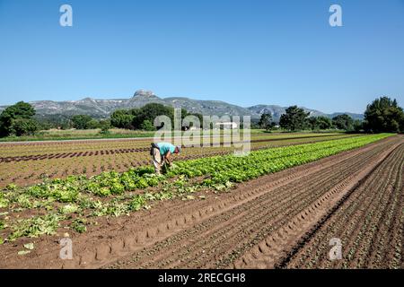 Aubagne (Südostfrankreich): Gemüseanbaubetrieb. Arbeiter während der Ernte auf einem Salatfeld Stockfoto