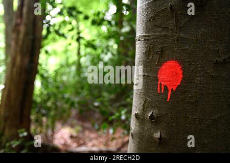 Der „Kuss des Todes“ wurde auf einem gesunden Baum gemalt, der in Dale Coppice, Telford, zum Fällen verurteilt wurde. Stockfoto