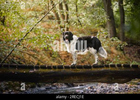 Fröhlicher Hund auf hölzerner Fußgängerbrücke über dem Fluss. Süßer tschechischer Berghund während eines Spaziergangs in der Natur. Stockfoto