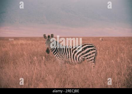 Zebra im Ngorongoro Krater Stockfoto