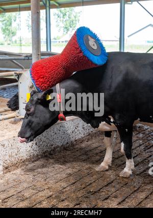 Die schwarz-weiß gefleckte Kuh verwendet einen Pinsel, um Kratzer auf der niederländischen Farm in holland zu entfernen Stockfoto