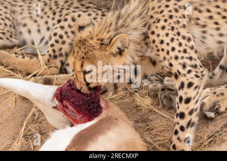 Ein Gepardenjunges, das sich im Kgalagadi-Transfrontier-Nationalpark, Südafrika, an einem frischen Springbok frisst Stockfoto