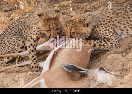 Zwei Gepardenjungen, die sich im Kgalagadi-Transfrontier-Nationalpark, Südafrika, an einem Springbok-Kill ernähren Stockfoto