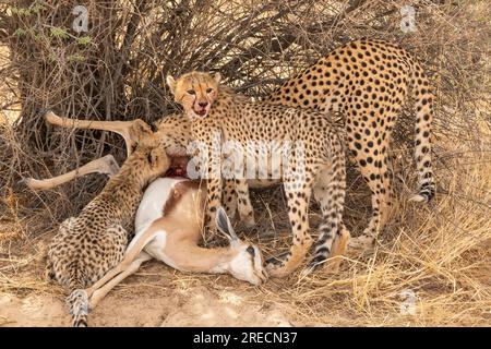 Ein Cheetah-Junges ruht sich während einer Fütterungswut auf einem Sprungbock-Kadaver im Kgalagadi Transfrontier-Nationalpark, Südafrika Stockfoto