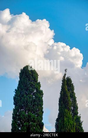 Baldachin einer mediterranen Zypresse (Cupressus sempervirens) Stockfoto