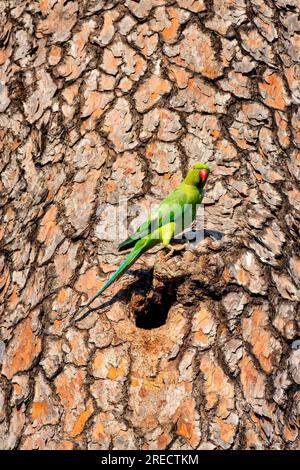 Rosensittich (Psittacula krameri) in der Nähe eines Baumlochs in der Villa Celimontana, Rom, Italien Stockfoto