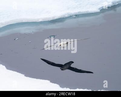 Ein einziger nördlicher Fulmar fliegt tief über das Meereis im Arktischen Ozean Stockfoto