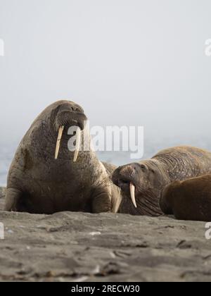 Eine Gruppe von Walrousen, die sich am Strand in Svalbard, Norwegen, ausruhen Stockfoto