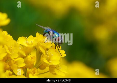 Blaugrüne glänzende Fliege auf kleinen gelben Blüten von Allyssum Stockfoto