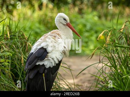 Großer Storchvogel mit rotem Schnabel Stockfoto
