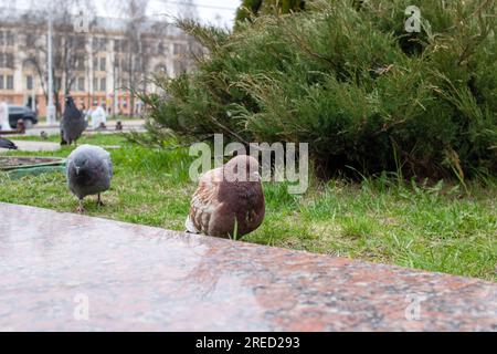 Tauben auf dem Rasen in der Stadt aus der Nähe Stockfoto