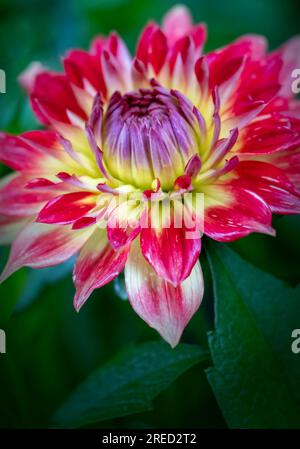 Eine wunderschöne rot-gelbe Dahlia-Blume, bedeckt mit Regentropfen Stockfoto