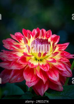 Eine wunderschöne rot-gelbe Dahlia-Blume, bedeckt mit Regentropfen Stockfoto