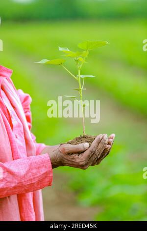 Ein indischer glücklicher Bauer, der den Baumwoll-Baum in der Hand hält, glücklicher Bauer Stockfoto