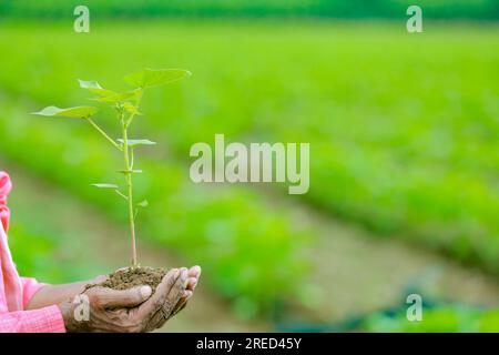 Ein indischer glücklicher Bauer, der den Baumwoll-Baum in der Hand hält, glücklicher Bauer Stockfoto