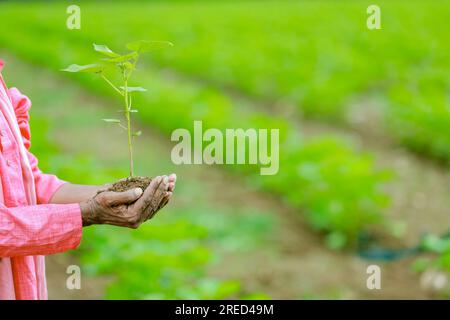 Ein indischer glücklicher Bauer, der den Baumwoll-Baum in der Hand hält, glücklicher Bauer Stockfoto