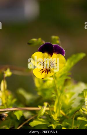 Nahaufnahme: Violette Blumenblume in Gelb-Lila-Pansy. Die Liebe in der Faulheit blüht. Stockfoto