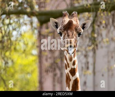 Giraffe, die lustige Gesichter zieht und die lange Zunge herauszieht Stockfoto