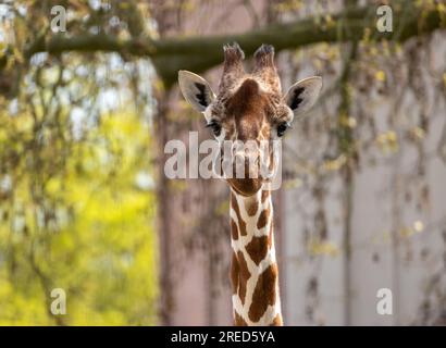 Giraffe, die lustige Gesichter zieht und die lange Zunge herauszieht Stockfoto